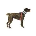 E Collar For Dogs | Dog Cone | Elizabethan Collar