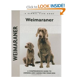 Weimaraner Dogs All Around Hardy And Sleek Sporting Dog