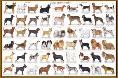 types of purebred dogs