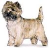 Cairn Terrier dog breed image aka Toto