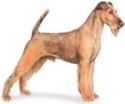 image of Irish Terrier dog breed