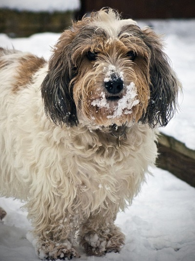 can basset griffon cause ear mites