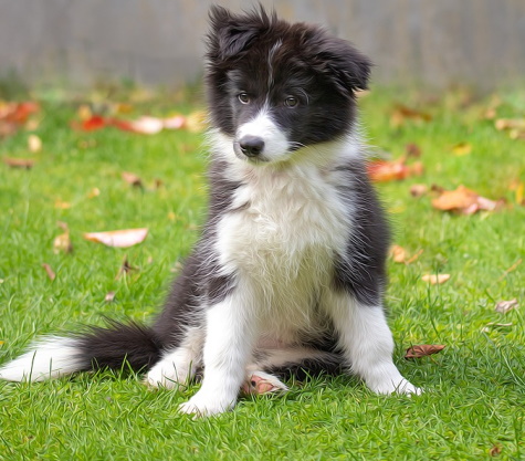 Collie Dog Breed - Attractive Herding Dog With A Sweet Disposition!