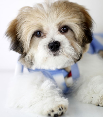 Lhasa Apso Dog | A Cute Little Companion and Watchdog!