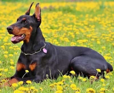 can a manchester terrier guard a home