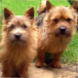 are norwich terrier the most intelligent dogs