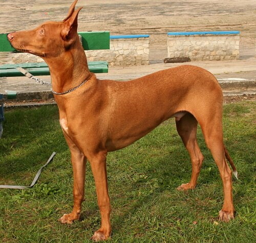 Pharaoh best sale hound cost