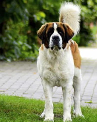 Furminator on sale st bernard