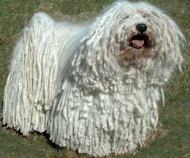 Puli herding dog breed