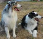 two Aussie dogs outside